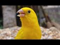 Uau só canário top é belíssimo canto 
