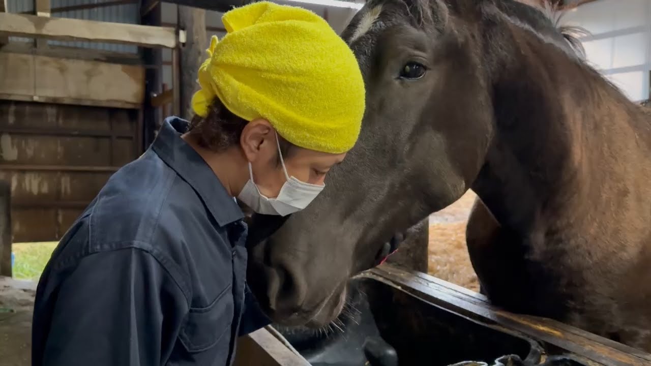 【ばんえい】離乳した仔馬と一歳馬