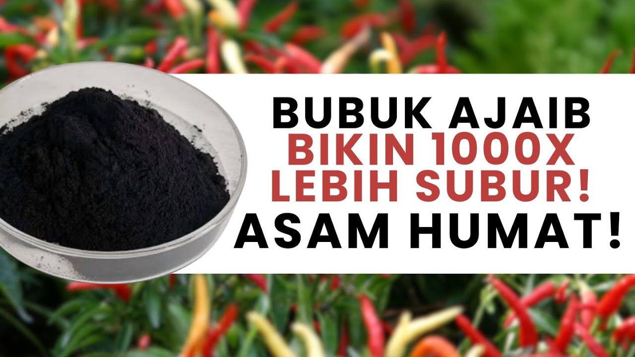 PEMUPUKAN 1000X LEBIH DAHSYAT JIKA RUTIN APLIKASIKAN ASAM HUMAT! 
