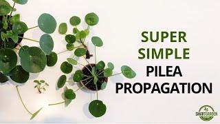 Pilea Peperomioides Propagation (And The Secret Of Single Leaf Propagation)