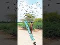 farmer technology shorts hunting for Sparrow bird 🐦⬛🐦⬛🐦🏹🏹 #shortfeed #villagelife #birds