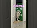 The kitten opens the door by itself.#catmoments #cat #catlife #kitten #cutecat #catshorts #catvideo