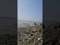 casnet flying throw chatting Big fish #viralvideo #shortvideo