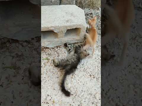 Two Kittens Playing Near A Hollow Block #cat #animals #pets