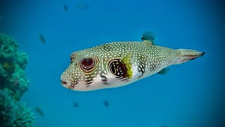 Arothron Hispidus Saltwater Puffer