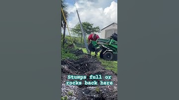 Palm trees INFESTED with Ganoderma - Must grind stumps #youtubeshorts #diy #landscaping #treework