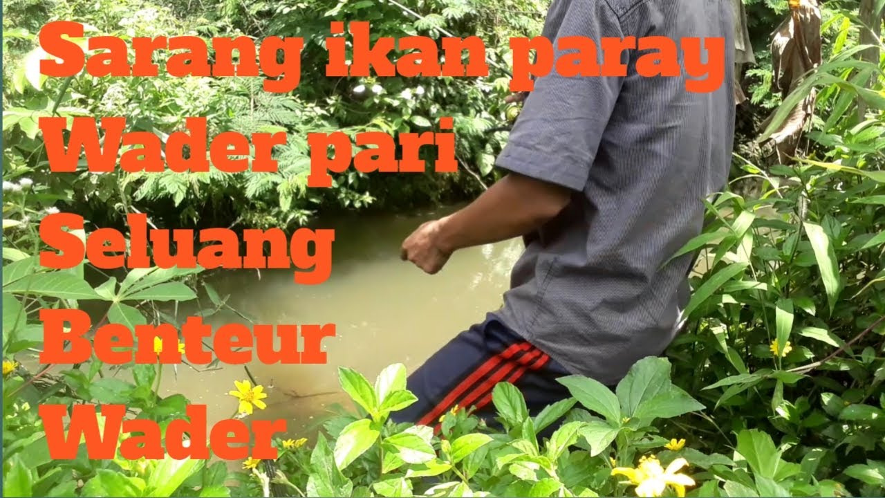Sarang Ikan Wader pari Spot Air Jernih 