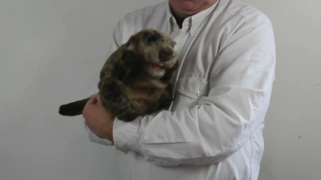 Video: Svišť lesní