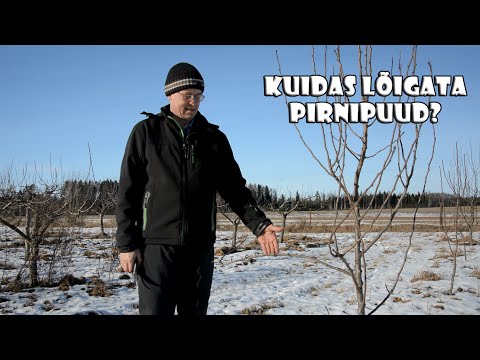 Video: Pirnipuu pügamine: näpunäited pirnipuude kärpimiseks
