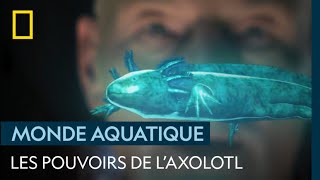 L'axolotl, cette salamandre indestructible