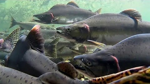 Cuộc di cư của đàn cá hồi, và đặc tính ngược dòng tìm về nguồn cội.