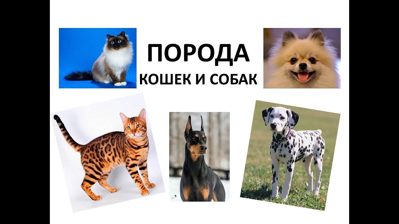 Породы кошек и собак