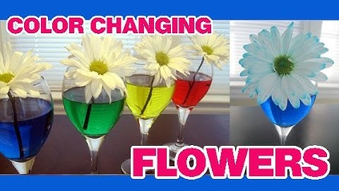 COLOR CHANGING FLOWERS Easy Kids Science Experiment