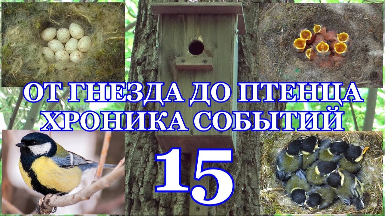 От гнезда до птенца. Хроника событий. Большая синица ( Parus major ). 15 часть