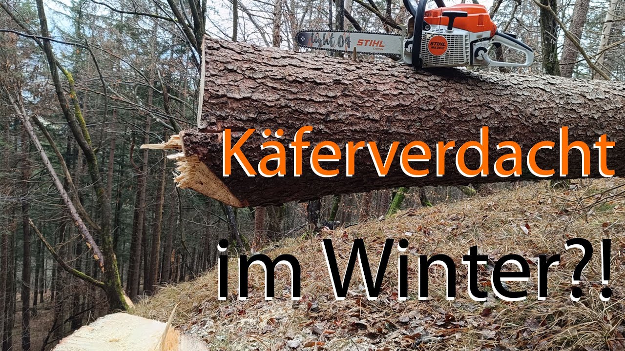Alternativprogramm: Käferverdacht im Winter? #STIHL MS261c #buchdrucker #käferbaum