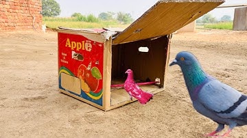 Easy Making Quick Pigeon Trap From Cardboard Box ~ Really 💯 % works | Bird Trap easy at home |