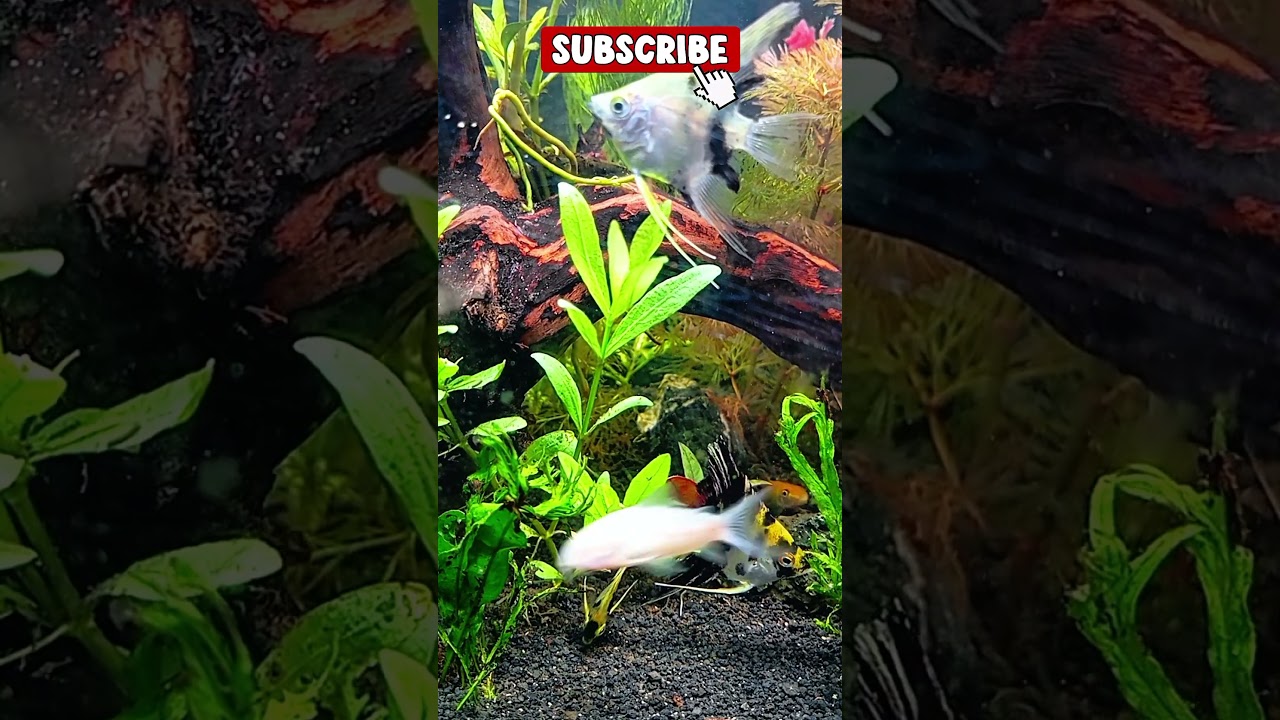 🐟 Relaxing Aquarium ASMR Short | Tropical Fish 4K