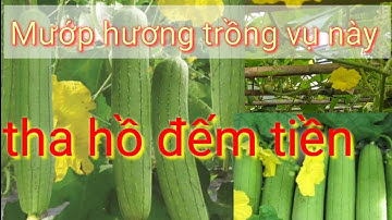 Trồng mướp hương vụ sớm siêu sai quả, thời vụ trồng và chăm sóc mướp hương sai quả hiệu quả nhất