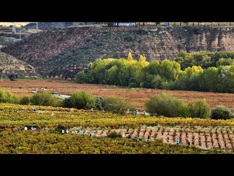 Wine Run Rioja Alavesa 2024