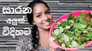 Sarana curry sinhala සාරන අලුත් විදිහට 