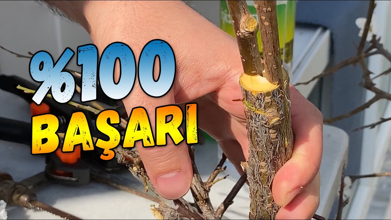 Erik Ağacına Kiraz Aşısı Nasıl Yapılır?