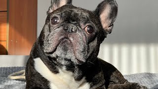 The world of the French Bulldog
