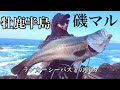 【宮城磯マル】春の荒磯でランカーシーバスとの戦い