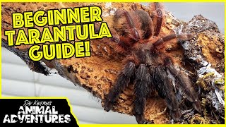 YOUR FIRST TARANTULA! Where do you start?