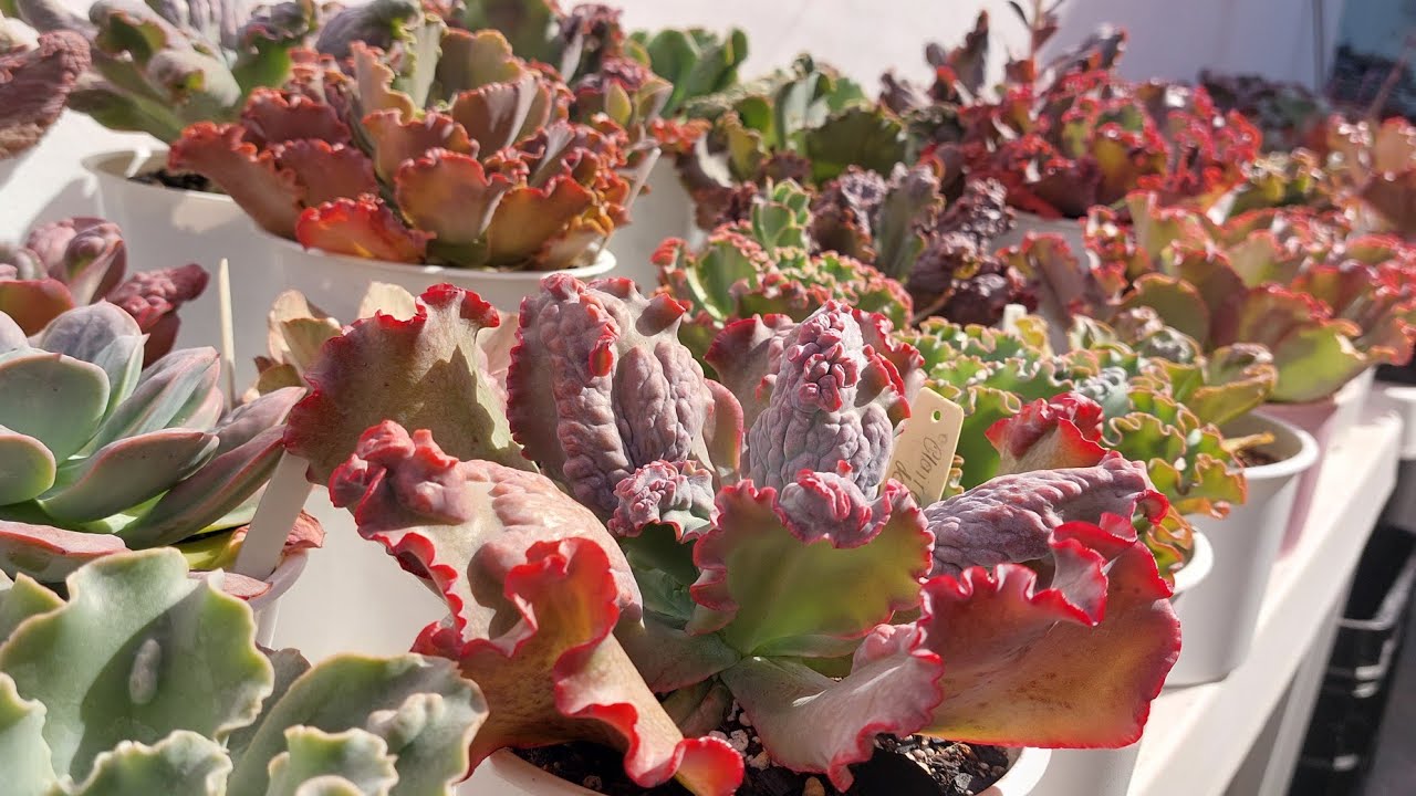 SUCULENTAS GIBBIFLORAS com Identificação Que estão PERFEITAS! Coloridas e cheias de Carúnculas!