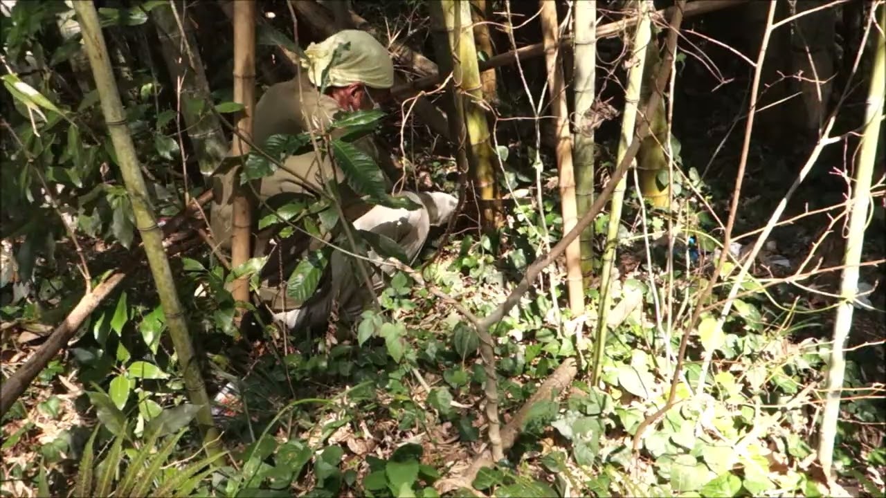 畑で遊ぼう　その３８５　孟宗竹を切り出しに行く