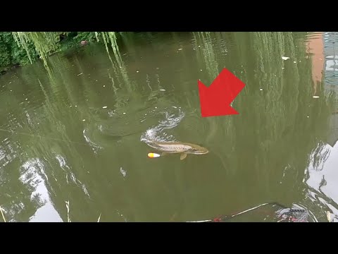 Video: Det Kom Ikke Til Froskene. Rotten Creek Fishing
