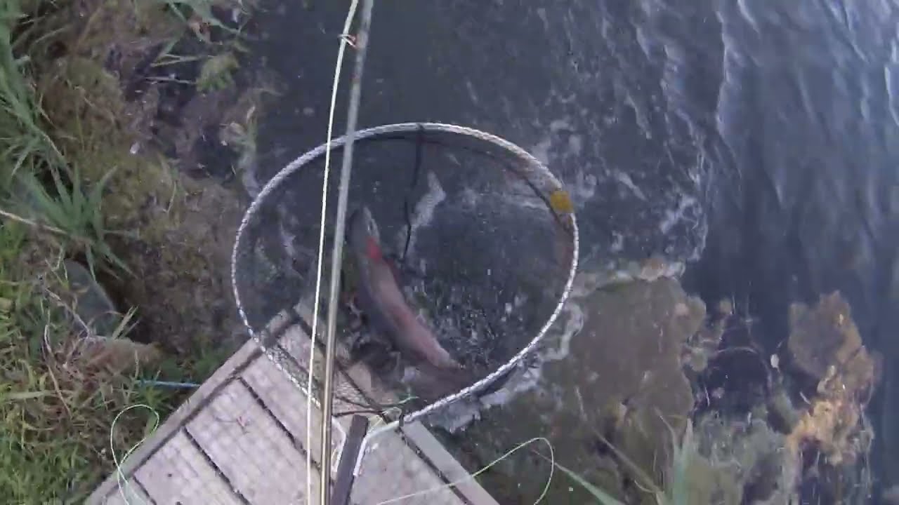 #47 :Summer Fishing at Dever Springs