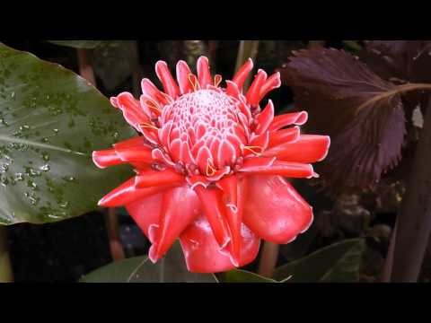 the-royal-botanic-garden-edinburgh-van-life-on-tour-12