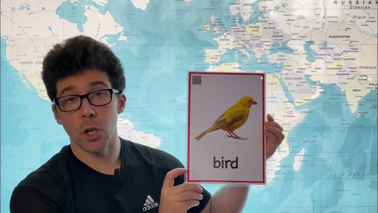 How to Pronounce Bird in English YouTube