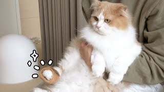 These Cat Slippers Are All the Rage! (ENG SUB)