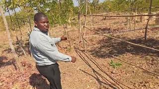 Tree restoration site video @ J&L Green farm.