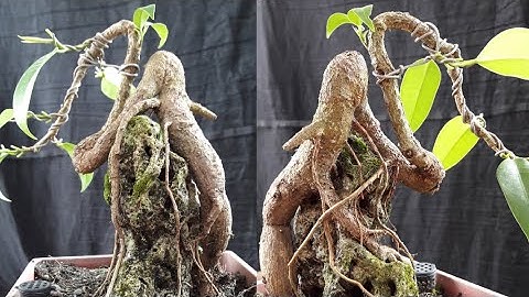 ROOT OVER ROCK CASCADE BONSAI | RUBBER TREE BONSAI INITIAL WIRING | CASCADE FORM BONSAI