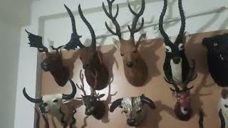 Wall Hangings Heads of Deer Panthers