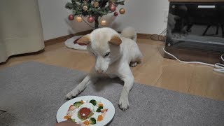 柴犬に手作りケーキを作ったら、フライングして食べられそうになった！