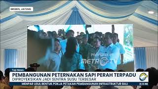 Pemerintah Bangun Sentra Sapi Perah Terbesar di Brebes [Top News]