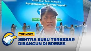 Pemerintah Bangun Sentra Sapi Perah Terbesar di Brebes [Top News]