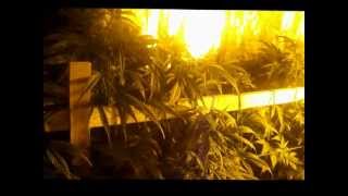 Day 50 - Dutch Passion: Think Different Indoor medical marijuana grow update