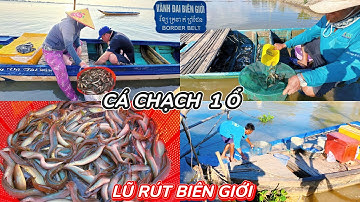 LŨ Rút Khô Bờ Bà Con Đổ Xô Ra Săn Cá Chạch Đồng Biên Giới | Làm Gỏi Gà Lai Rai Ven ĐỒNG. 