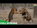Wild Earth Brutality – Apex Predators Fight for Survival – Nature Animal Documentary
