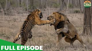 Wild Earth   Brutality – Apex Predators Fight for Survival – Nature Animal Documentary