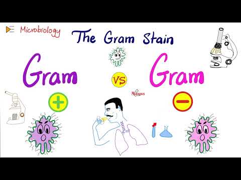 Video: Adakah staphylococcus gram positif?