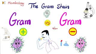 The Gram Stain (Gram-Positive vs Gram-Negative) and Bacterial Structure | Microbiology 🧫 screenshot 2