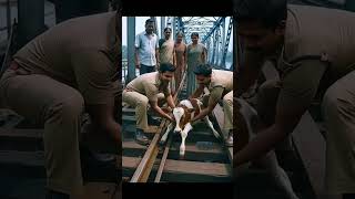 “Railway Track Par Akela Bachra 😢 | Heart Touching Animal Video