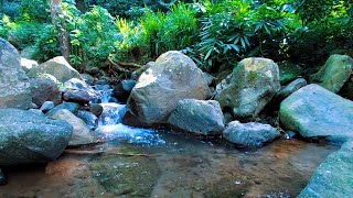 Tranquil Forest Stream | Relaxing River Flow for Healing and Calm Mind