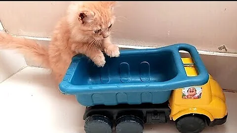 Watch the video about ZoZo kitten Ride a new car || cats| Meow Golden kittens |cute and funny cat video compilation #13